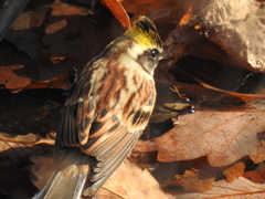 Emberiza elegans