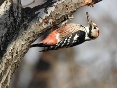 Dendrocopos leucotos