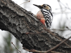 Dendrocopos leucotos