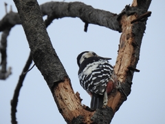 Dendrocopos leucotos