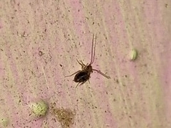 Insecta