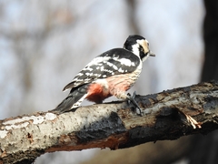 Dendrocopos leucotos