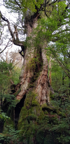 Cryptomeria japonica iNat (1)