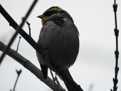 Emberiza elegans