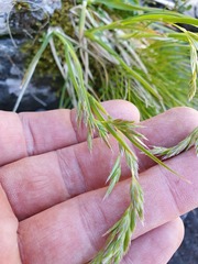 Poa subvestita