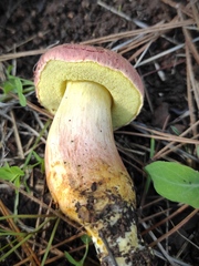 Xerocomellus redeuilhii