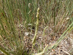 Plantago coronopus coronopus