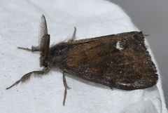 Orgyia trigotephras
