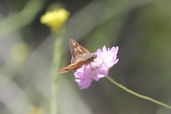 Hesperilla idothea