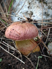 Xerocomellus redeuilhii