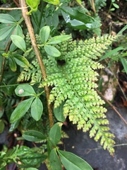 Rumohra adiantiformis