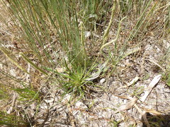 Plantago coronopus coronopus