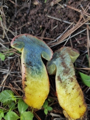 Xerocomellus redeuilhii