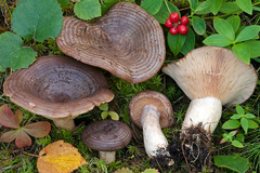 Lactarius subcircellatus