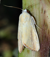 Pardoxia graellsii