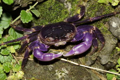 Geograpsus grayi