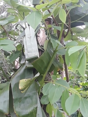 Polypedates leucomystax