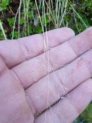 Agrostis personata