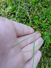 Agrostis personata