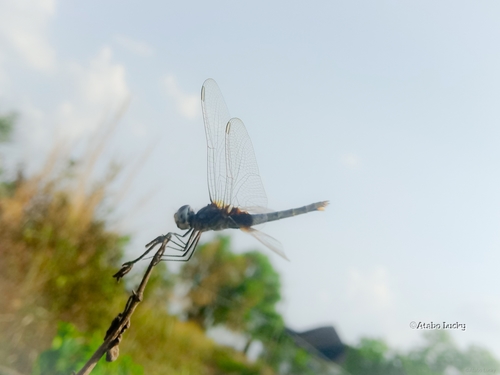 Blue Basker