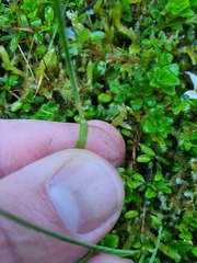 Agrostis personata