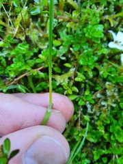 Agrostis personata