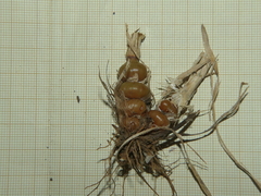 Arrhenatherum elatius bulbosum