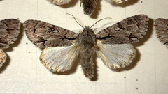 Acronicta psi