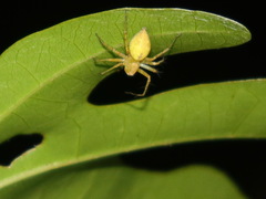 Oxyopes punctatus
