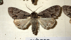 Acronicta psi