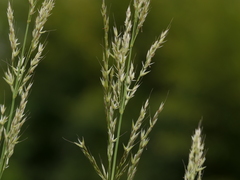 Arrhenatherum elatius bulbosum