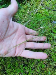 Agrostis personata