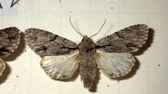 Acronicta psi