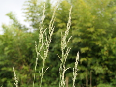 Arrhenatherum elatius bulbosum