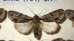 Acronicta psi