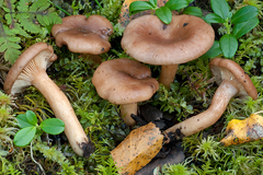 Lactarius hysginoides
