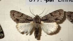 Acronicta psi