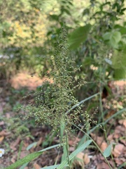 Panicum sarmentosum