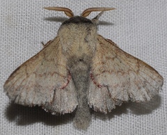 Phyllodesma suberifolia