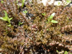 Myriophyllum verrucosum