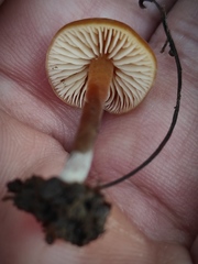 Macrocystidia