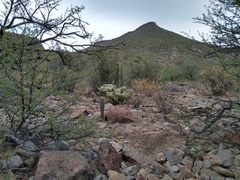 Cylindropuntia bigelovii ciribe