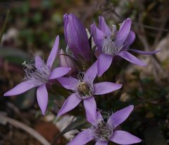 Gentianella aspera