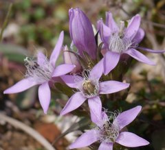 Gentianella aspera
