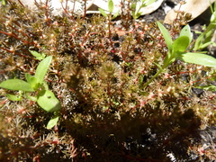 Myriophyllum verrucosum