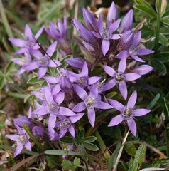 Gentianella aspera