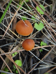 Macrocystidia