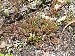 Myriophyllum verrucosum