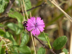 Dianthus balbisii