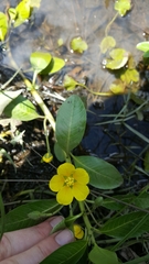 Ludwigia peploides montevidensis